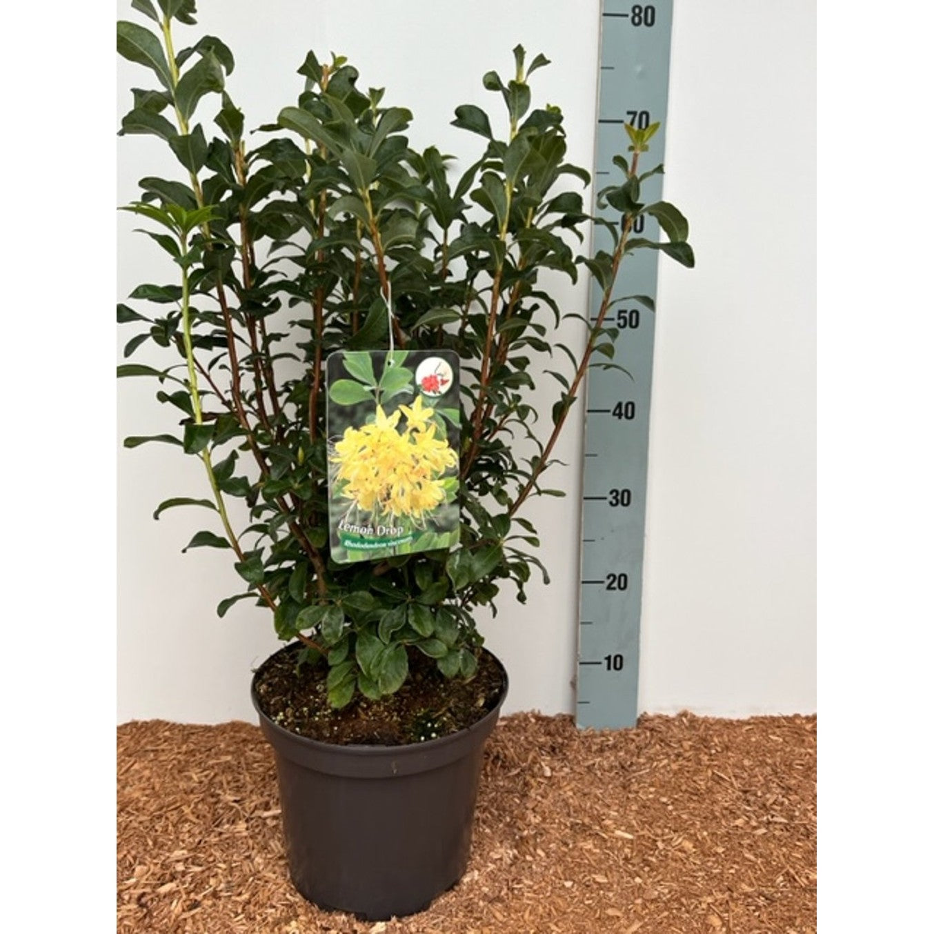 Rhododendron – Rhododendron luteum 'Lemon Drop' - C5 30-40 CM